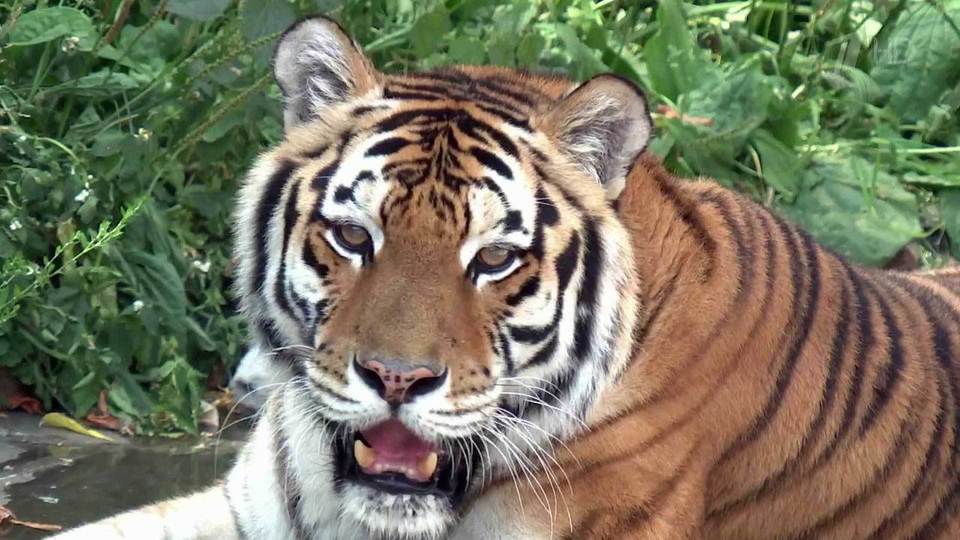 Международный день тигра